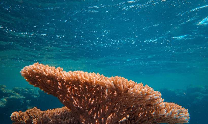 Scientists Have Begun Conserving Coral by Slicing and Freezing It 