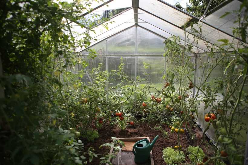 Study Finds That Fruit and Veggie Production at Home is Healthier with Less Waste 