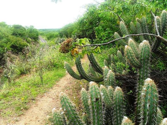 caatinga in brazil (Wikimedia Commons)