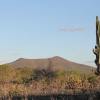 Clean Energy Clashes With Conservation in Brazil’s Caatinga