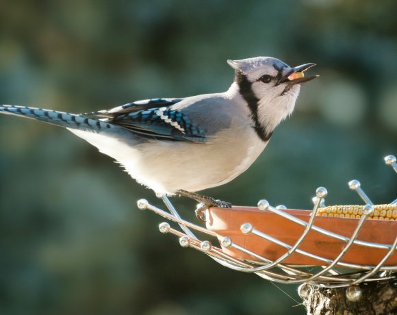 We Can Help Native Species Thrive by Feeding Garden Birds Right 