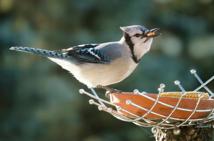 We Can Help Native Species Thrive by Feeding Garden Birds Right 