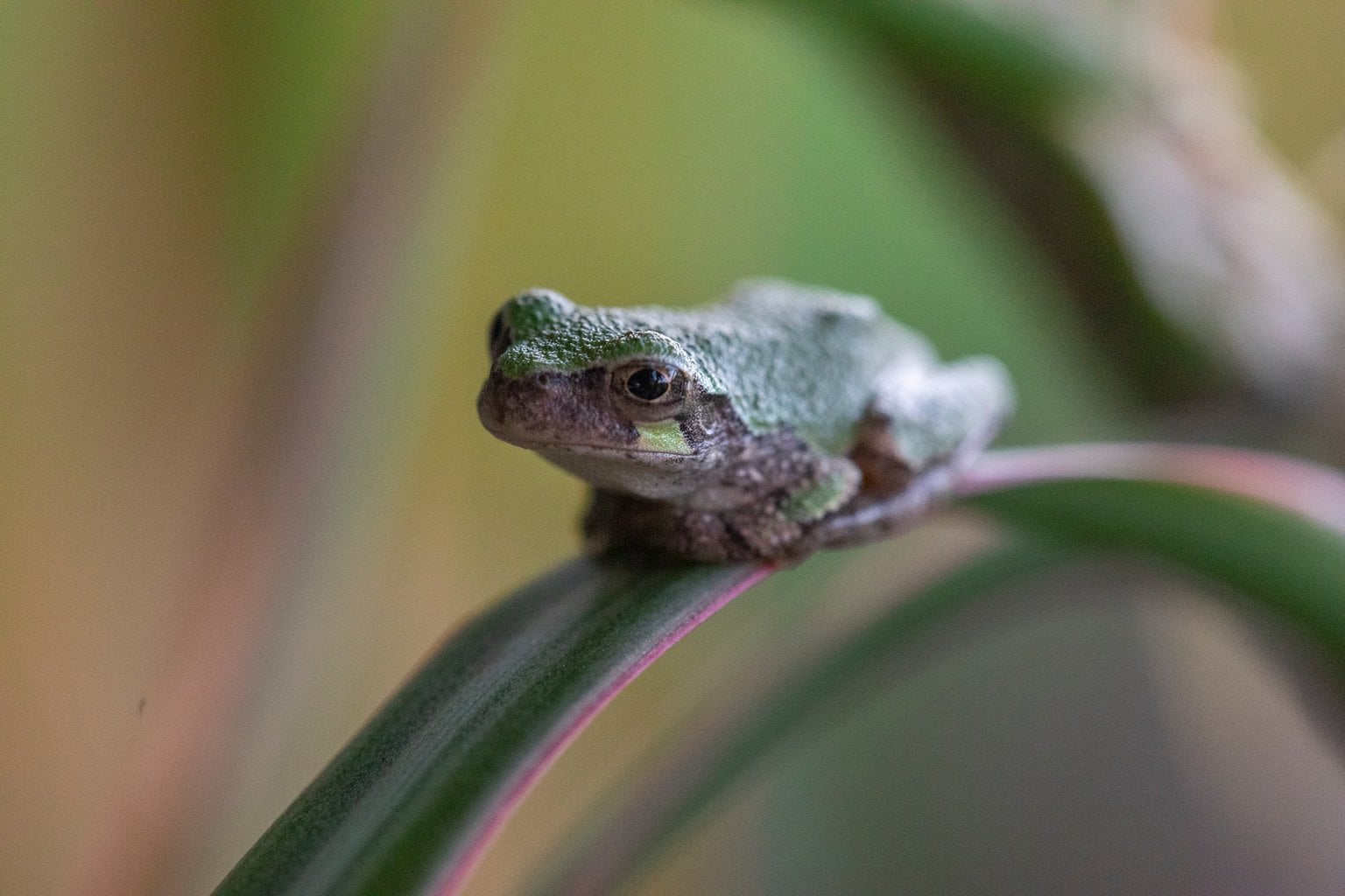 Pea-sized frog rates among world's tiniest