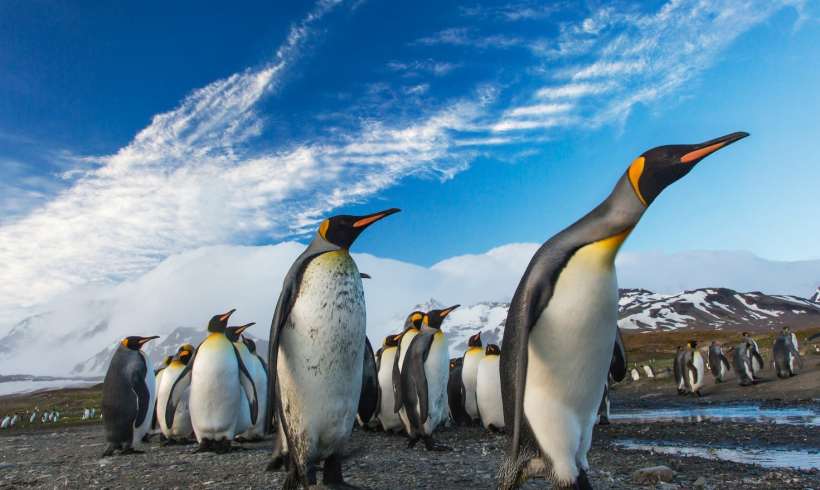 Emperor Penguins Situation: Some Colonies Will Do Better, Some Face Grim Future 