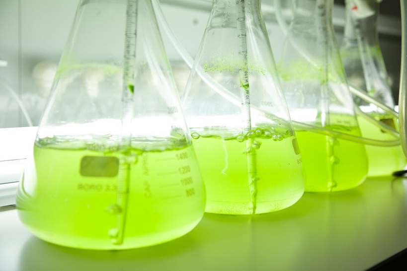 Our Dear Old Algae May Potentially Bring Global Net-zero Goals into Reality 
