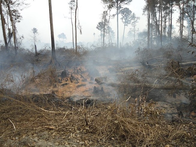 Companies Often not Doing Enough to Prevent Peat Fires