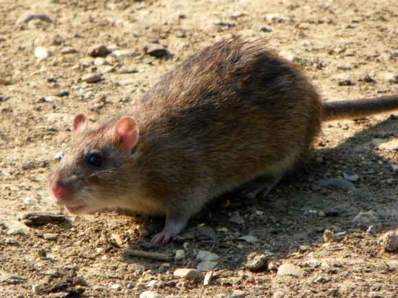 brown rat
