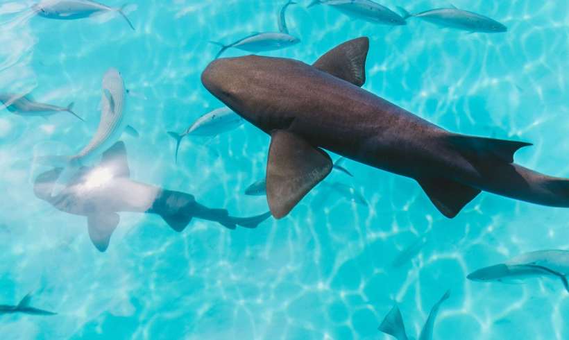 Advancing Marine Conservation Efforts with the Art of Old Traditions 