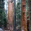 Ensuring the Survival of Giant Sequoias and Other Centuries-Old Trees: The Challenges to Save Them 