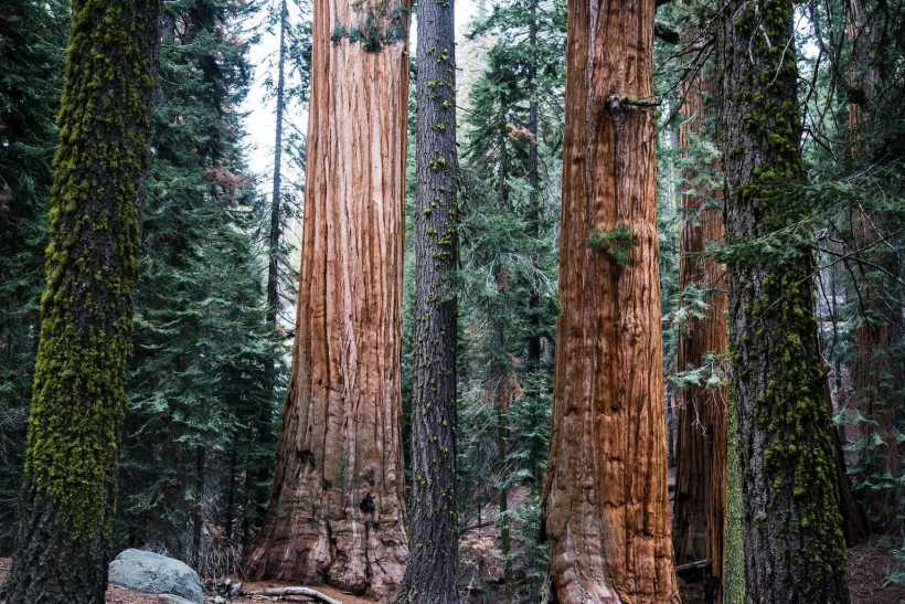 Ensuring the Survival of Giant Sequoias and Other Centuries-Old Trees: The Challenges to Save Them 