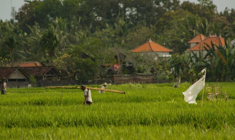 Bali Rice Experiment Cuts Greenhouse Gas Emissions