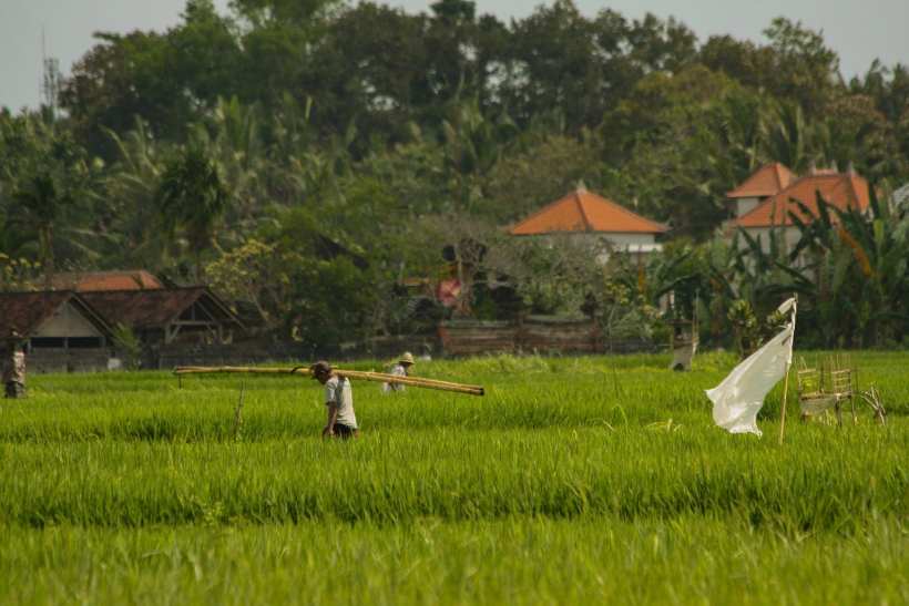 Bali Rice Experiment Cuts Greenhouse Gas Emissions Bali Rice Experiment Cuts Greenhouse Gas Emissions
