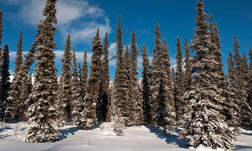 Earth’s Largest Boreal Forest Shrinks as Time Goes On; What Will Happen in the Future?