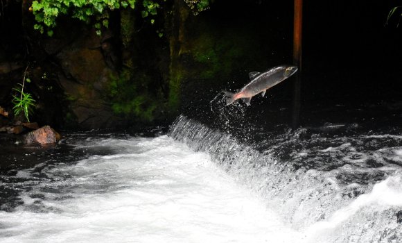 salmon in wild