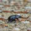 Dung Beetles, The Unsung Heroes of the Environment