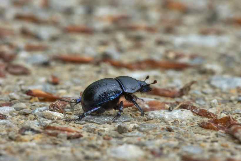 Dung Beetles, The Unsung Heroes of the Environment