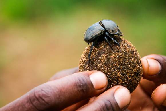 dung beetle