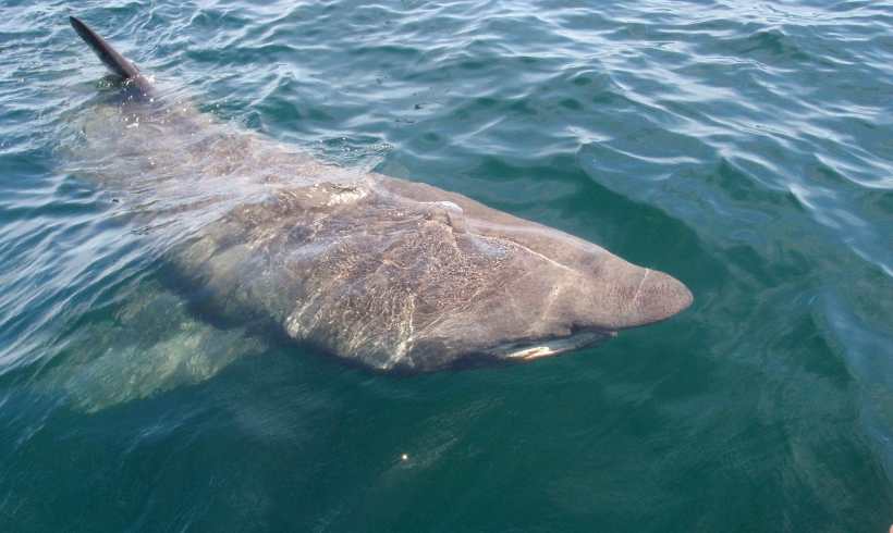 Endangered Sharks Experience Rising Mortality Rates; Studies Suggest Ways to Save Them 