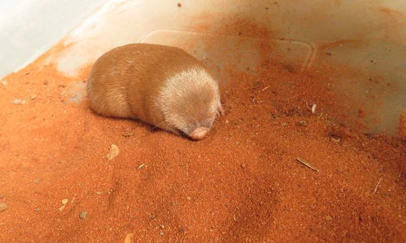 After Going Missing for 80 Years, Golden Mole Is Rediscovered in South Africa