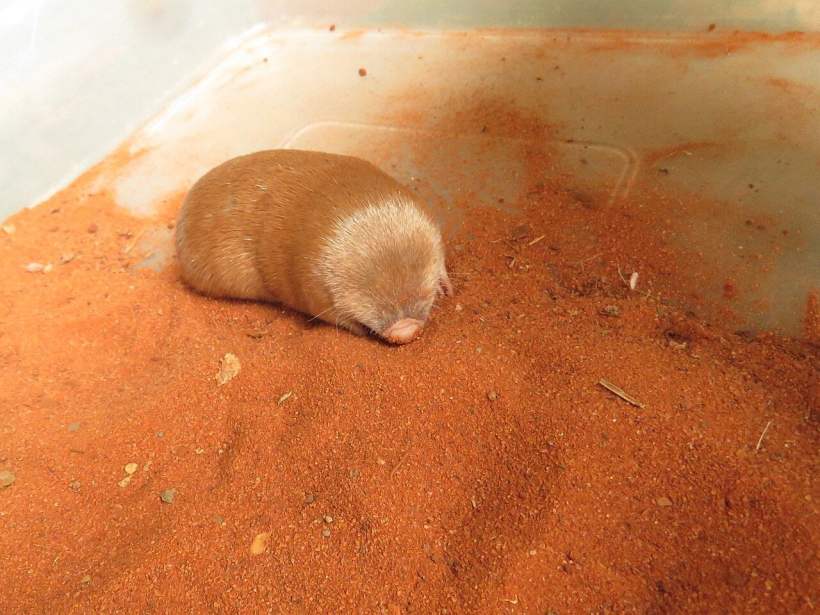 After Going Missing for 80 Years, Golden Mole Is Rediscovered in South Africa