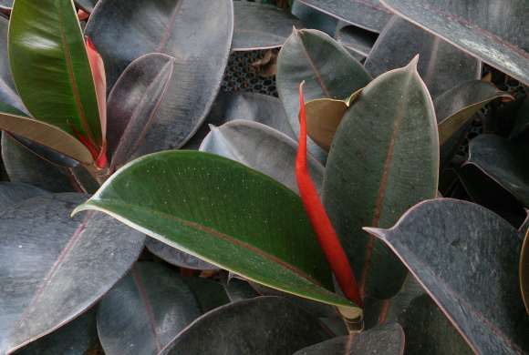 houseplants rubber plant