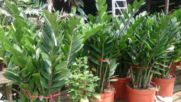 zz plant houseplants