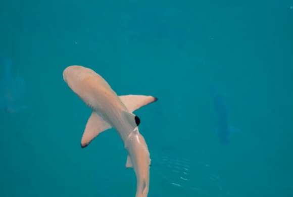 Sharks Convention in  Critical Time
