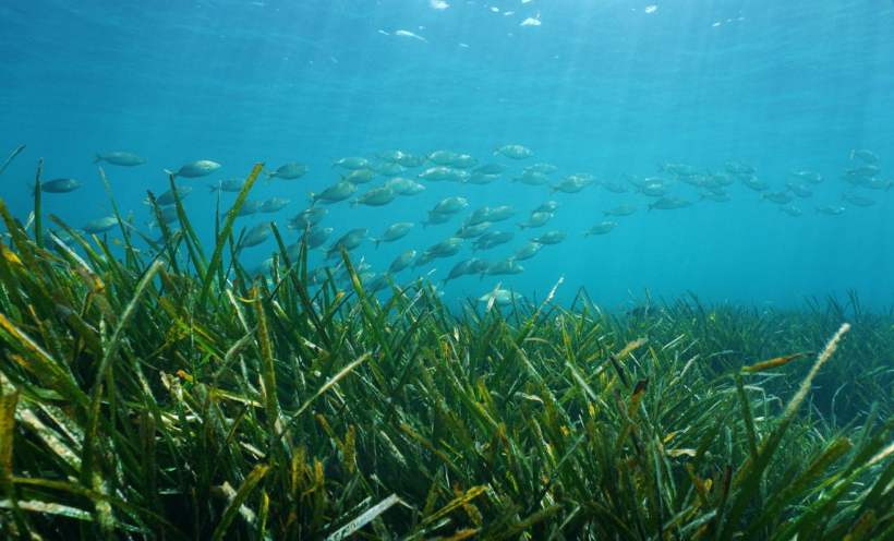 A Citizen Divers Community in The Baltic Sea Has Been Restoring Seagrass to Help Fight Climate Change 