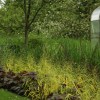 Reasons Why We Should Grow Native Plants in the Backyard 