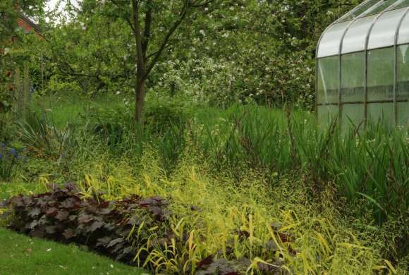 growing native plant garden in the backyard is a wise choice for native insects and birds
