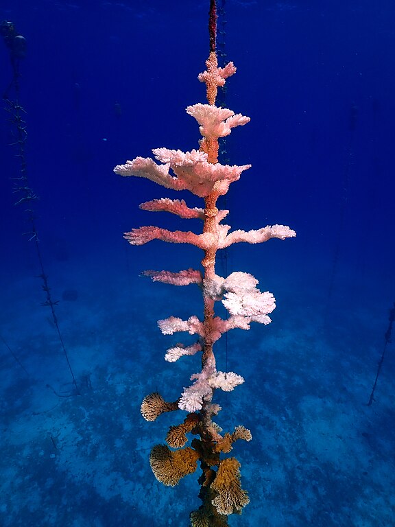 Coral bleaching. Photo by Symbiosis Wikimedia Commons
