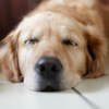 Help Your Canine Get Good Quality Sleep with These Tips