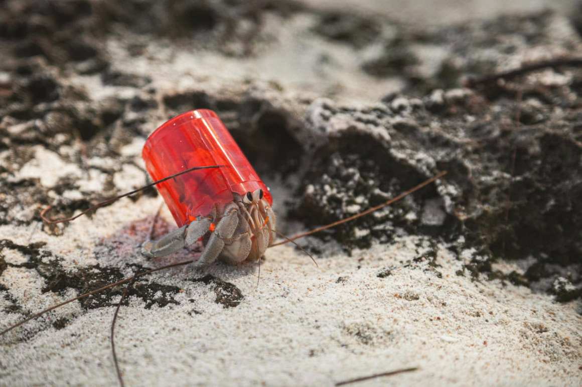 Trash Hermits: More Hermit Crabs Favor Plastic Waste as Their Homes