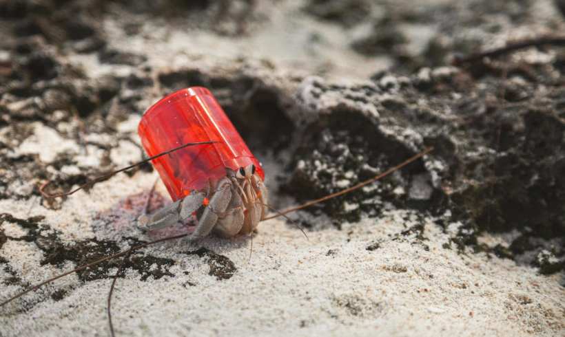 Trash Hermits: More Hermit Crabs Favor Plastic Waste as Their Homes