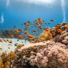 The Ocean Gets Warmer; Some Coral Reefs Have Developed Resilience to Endure the Rising Temperature