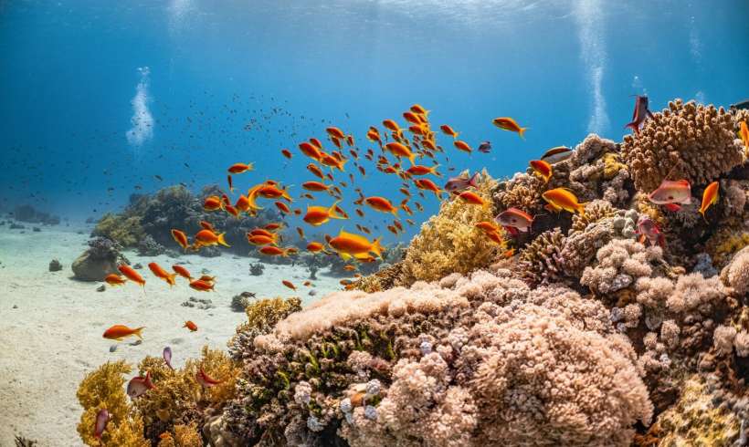 The Ocean Gets Warmer; Some Coral Reefs Have Developed Resilience to Endure the Rising Temperature