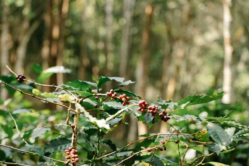 Can Coffee Farms Help Improve Animal and Plant Biodiversity?