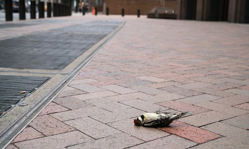 We Are Killing Birds Without Knowing