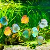The Ultimate Fish Keeper’s Arsenal: Top Tools for Thriving Tanks