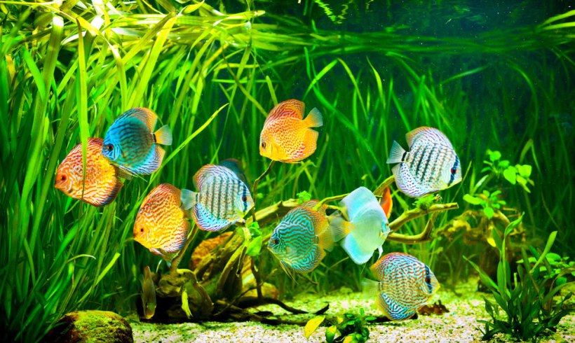 The Ultimate Fish Keeper’s Arsenal: Top Tools for Thriving Tanks