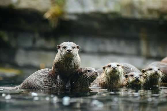 bunch of otters