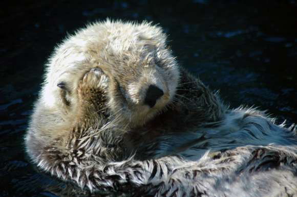 sea otter