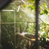 How Greenhouses Can Help Improve the Quality of Fruits and Vegetables