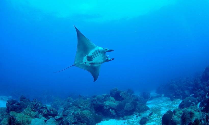 Hold On, the Ocean Is Getting Colder and It Has Coldy Killed Marine Animals? Hold On, the Ocean Is Getting Colder and It Has Coldy Killed Marine Animals?