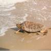 Sea Lettuce Is Killing Loggerhead Turtles; A Community Works Together to Help