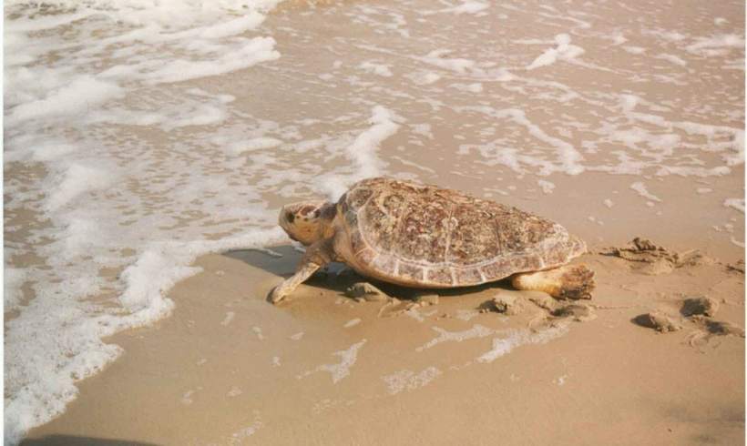 Sea Lettuce Is Killing Loggerhead Turtles; A Community Works Together to Help Sea Lettuce Is Killing Loggerhead Turtles; A Community Works Together to Help
