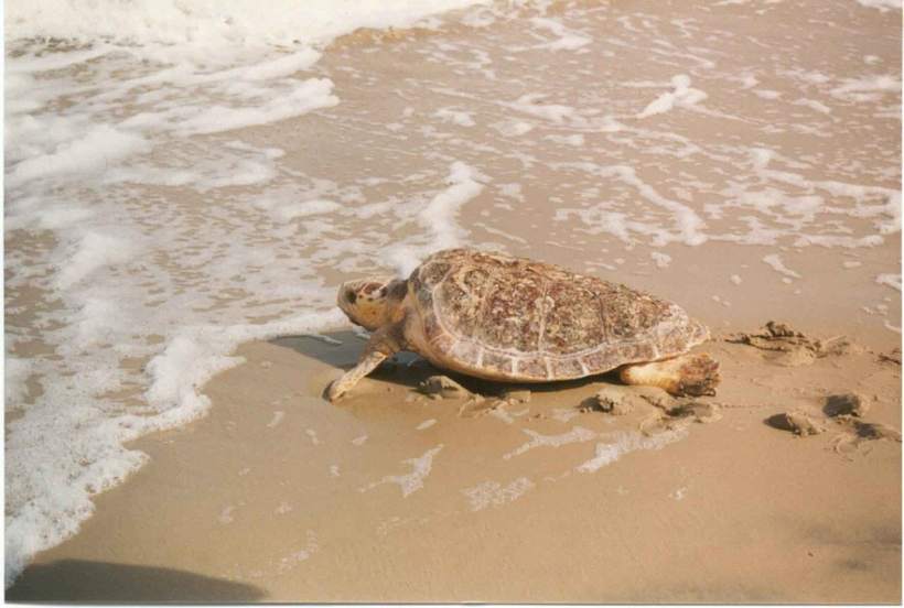 Sea Lettuce Is Killing Loggerhead Turtles; A Community Works Together to Help
