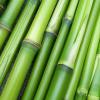 Can Bamboo in Peru Replace Coca and Save the Amazon?