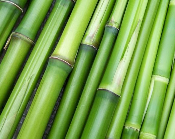 Can Bamboo in Peru Replace Coca and Save the Amazon?