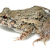 Why We Should Know More About Rice Paddy Frog